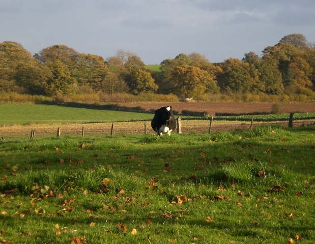Cow on Castle Farm Field
